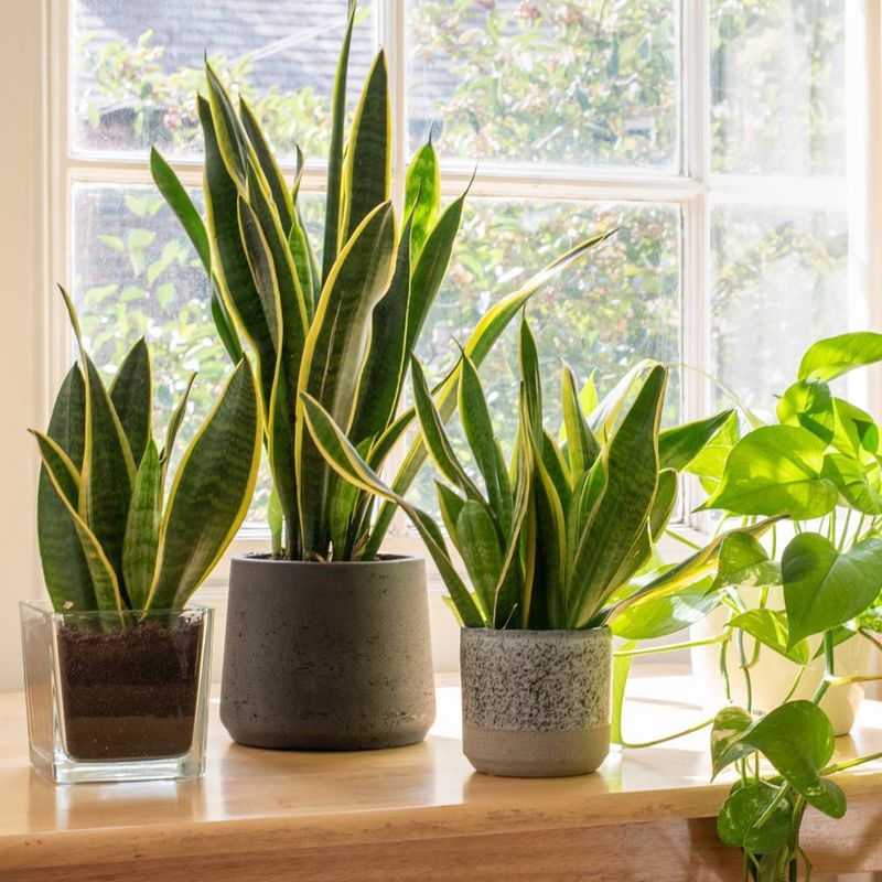 Snake Plant (Sansevieria)
