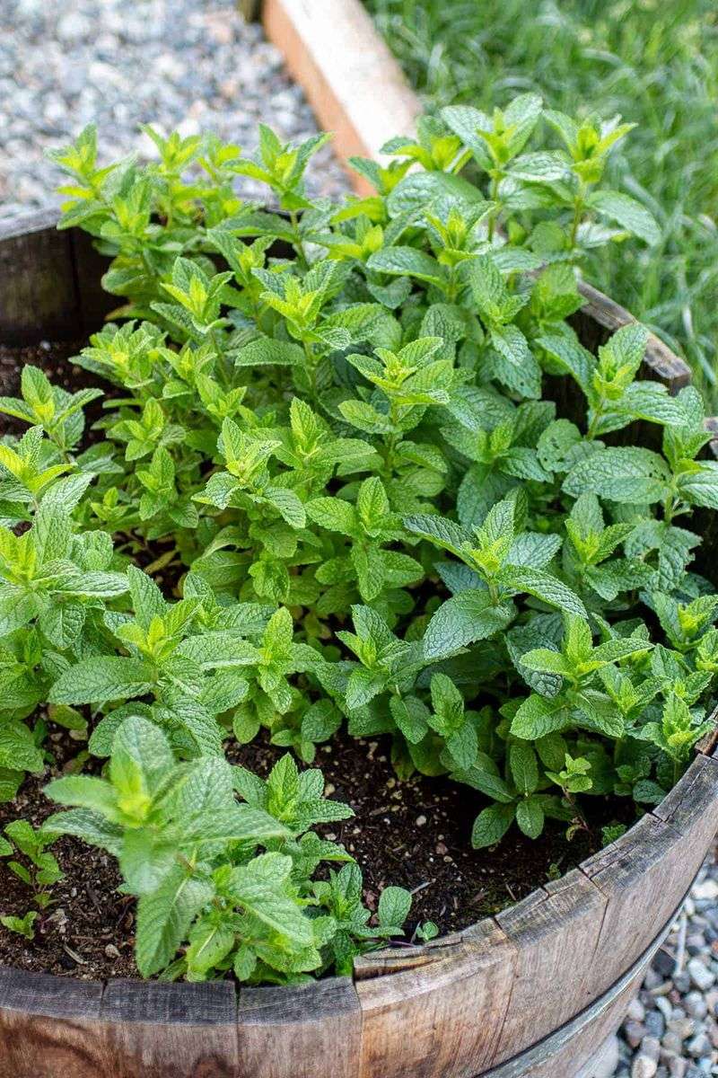 Mint Bush Pea