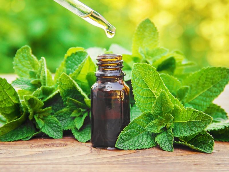 Mint Leaves