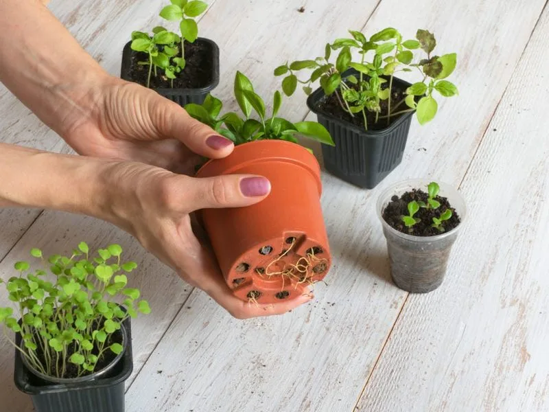 Mix and Match Pot Sizes