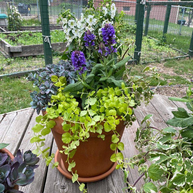 Mixing Annuals and Perennials