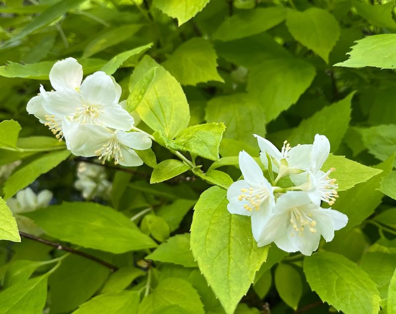 Mock Orange