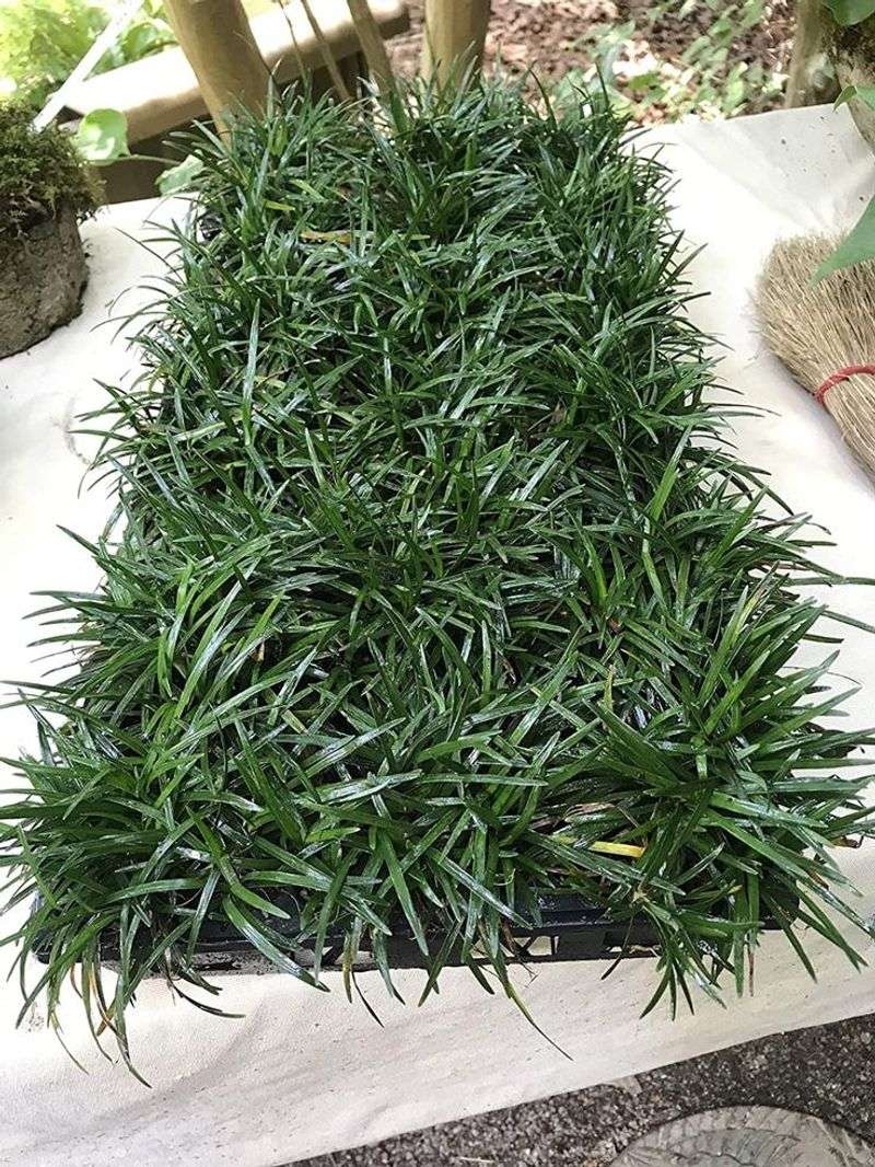 Mondo Grass (Ophiopogon japonicus)