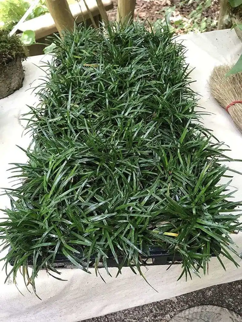 Mondo Grass (Ophiopogon japonicus)