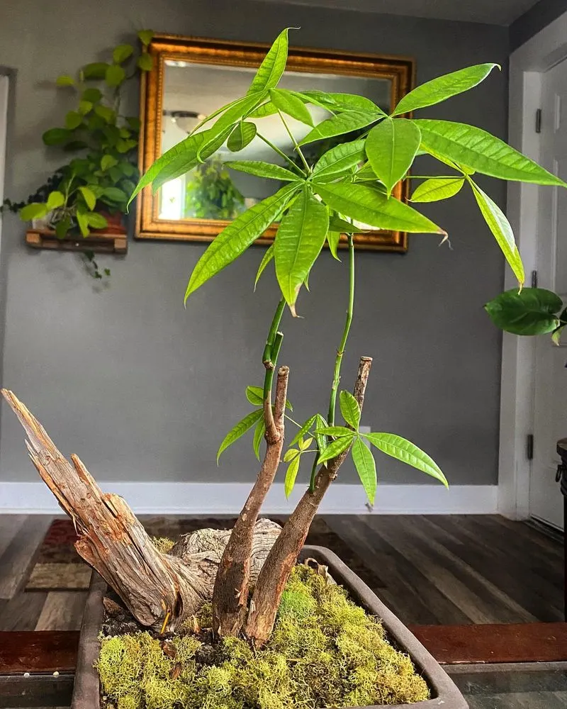 Money Tree (Pachira Aquatica)