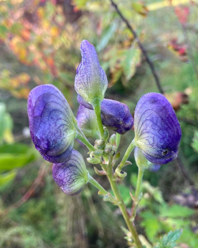Monkshood