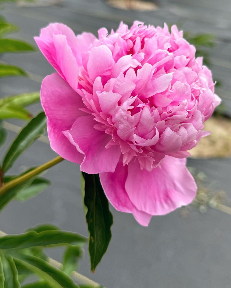 Monsieur Jules Elie Peony