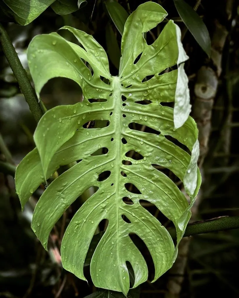 Monstera