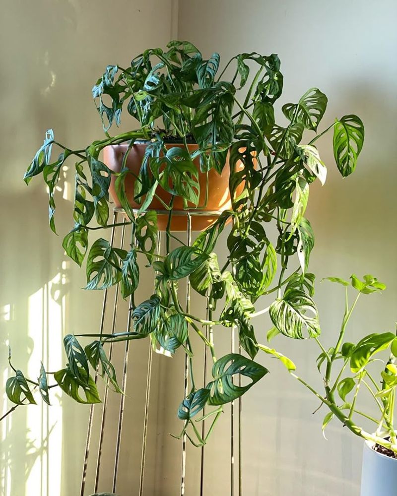 Monstera Adansonii