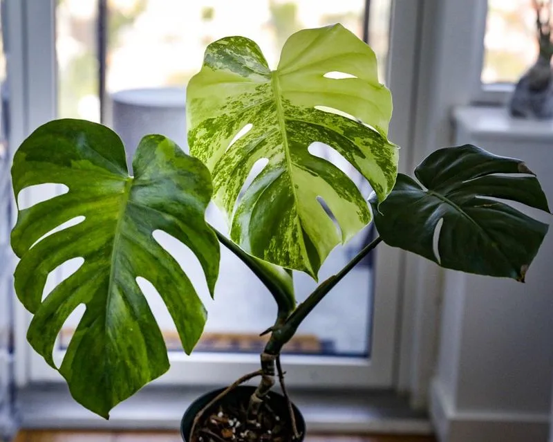 Monstera Deliciosa