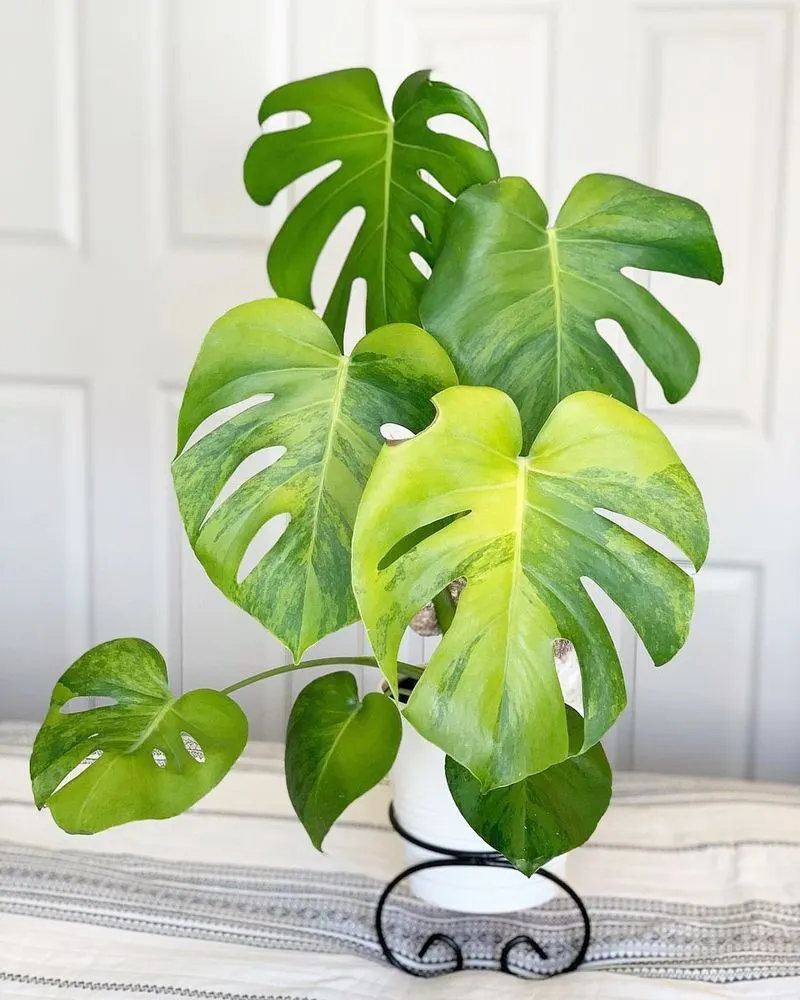 Monstera Deliciosa