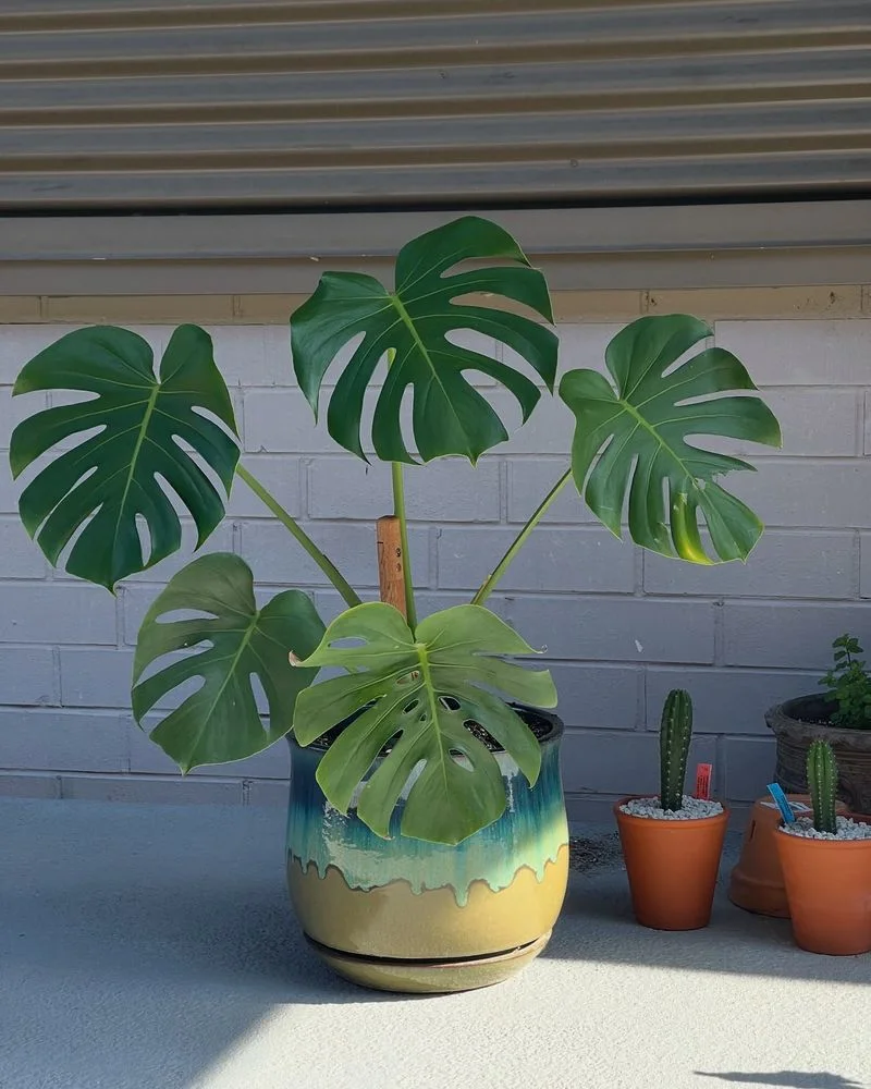 Monstera Deliciosa
