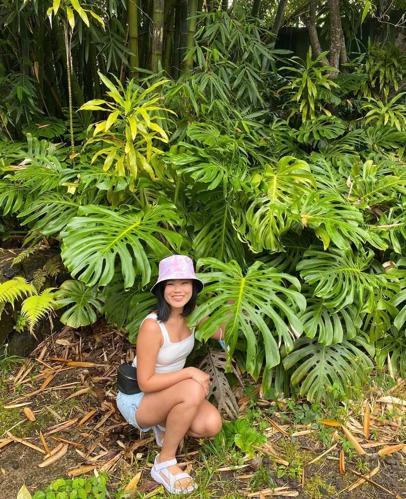 Monstera Deliciosa