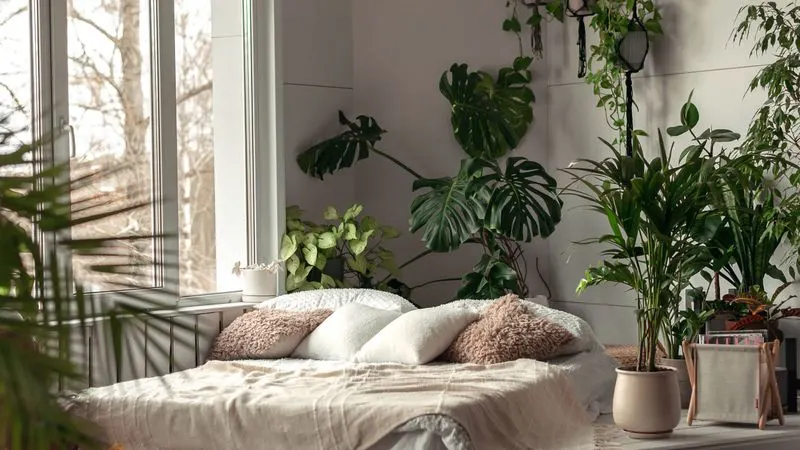 Monstera Deliciosa