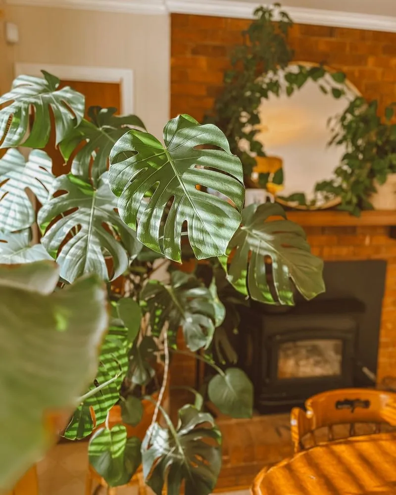 Monstera Deliciosa
