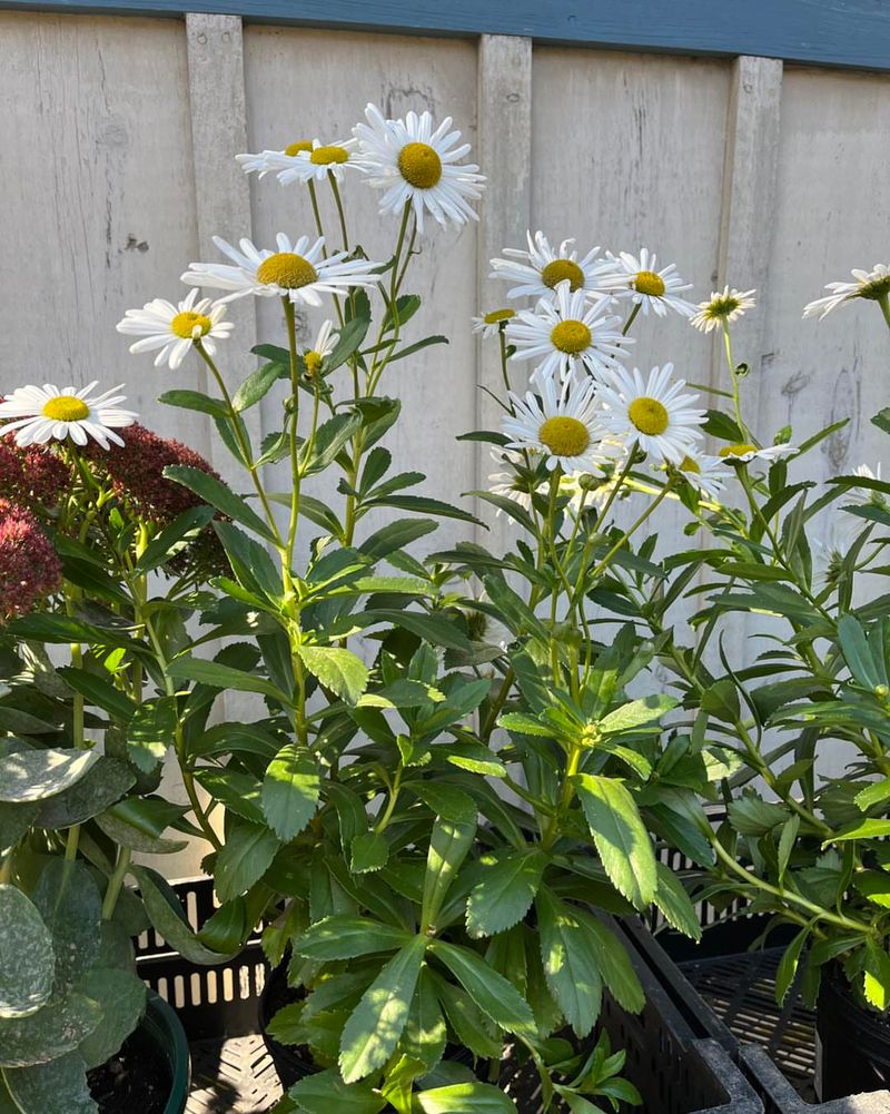 Montauk Daisy