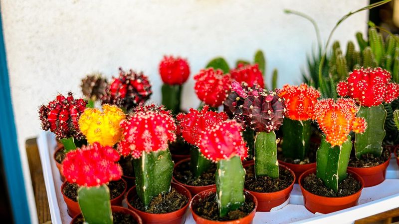 Moon Cactus (Gymnocalycium mihanovichii)