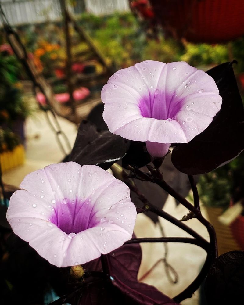 Moonflower
