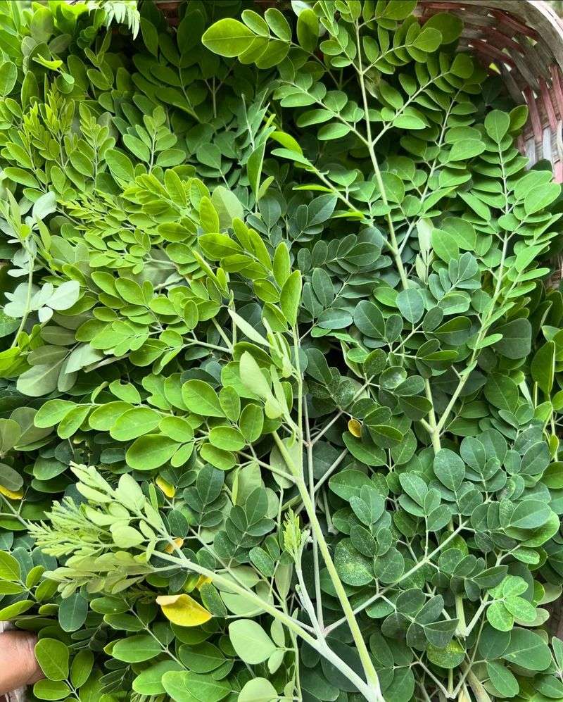 Moringa Leaves