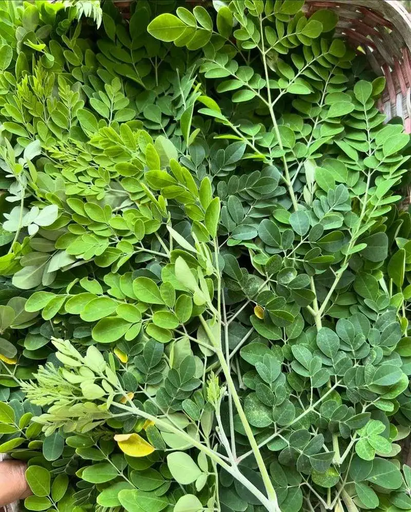 Moringa Leaves