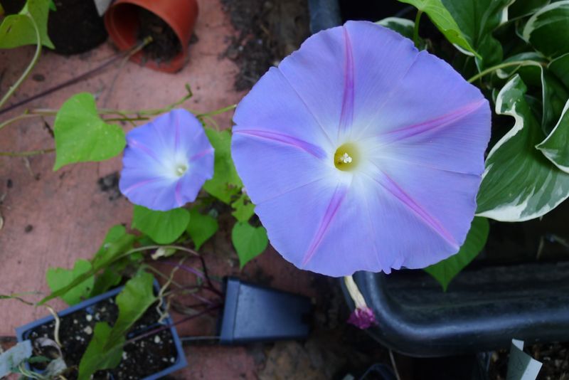 Morning Glory