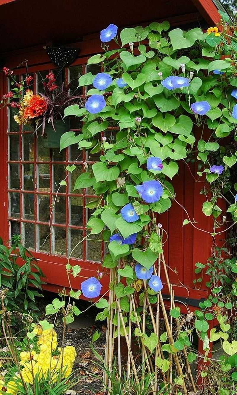 Morning Glory