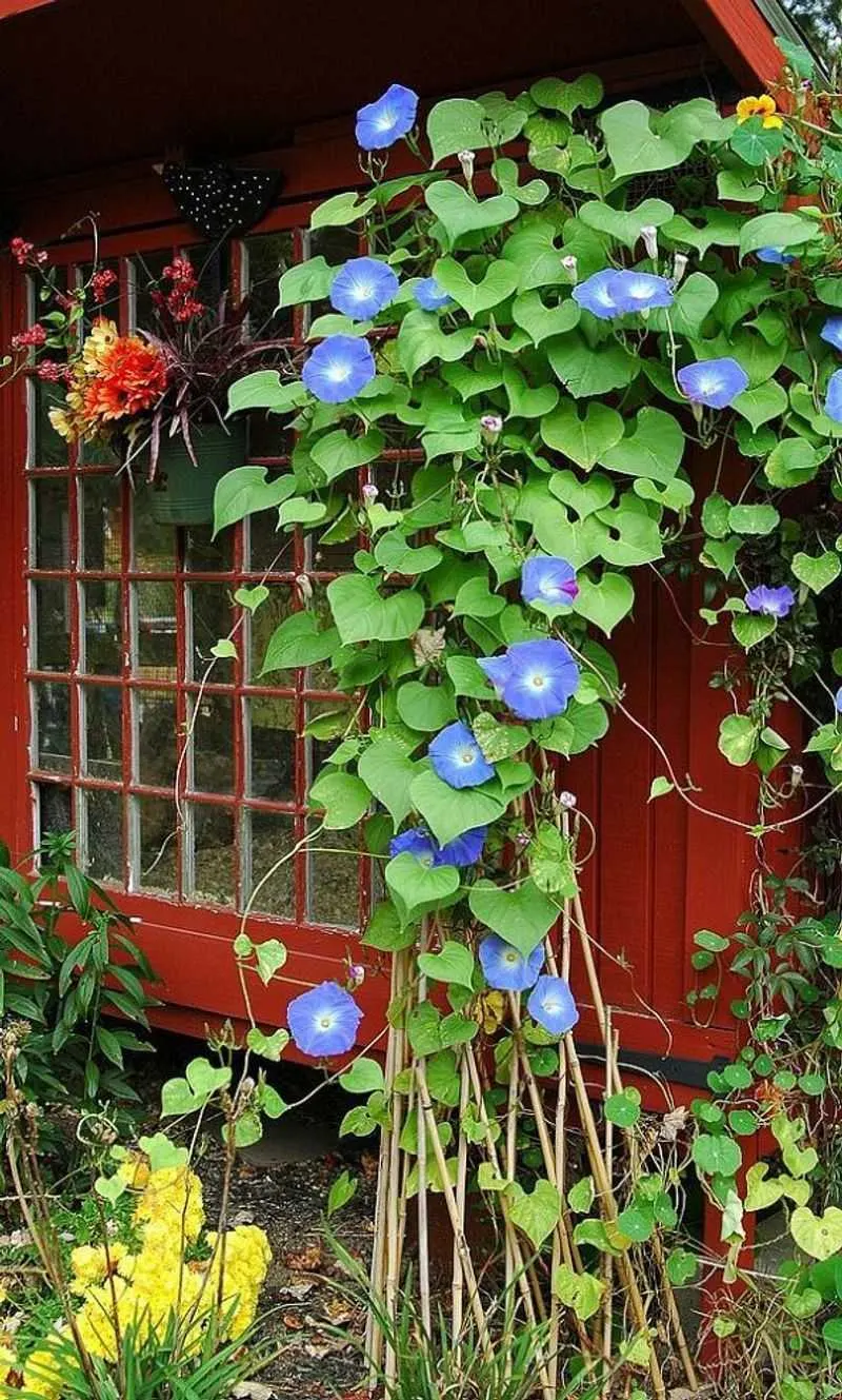 Morning Glory