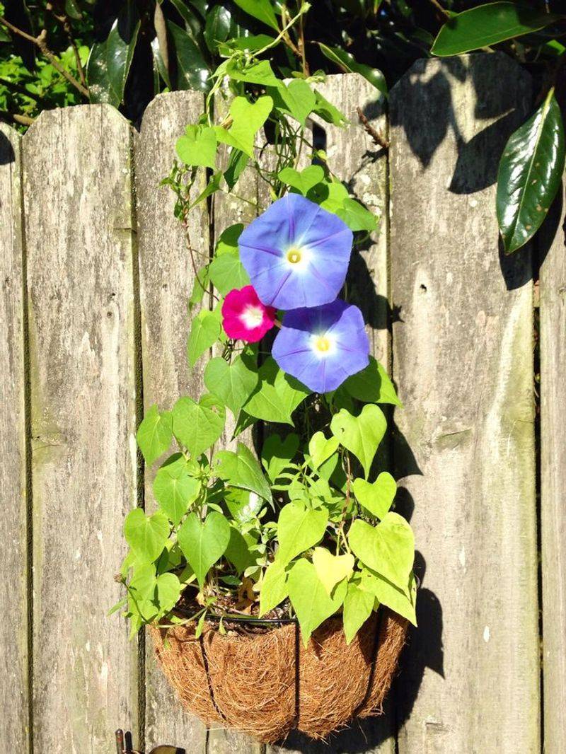 Morning Glory