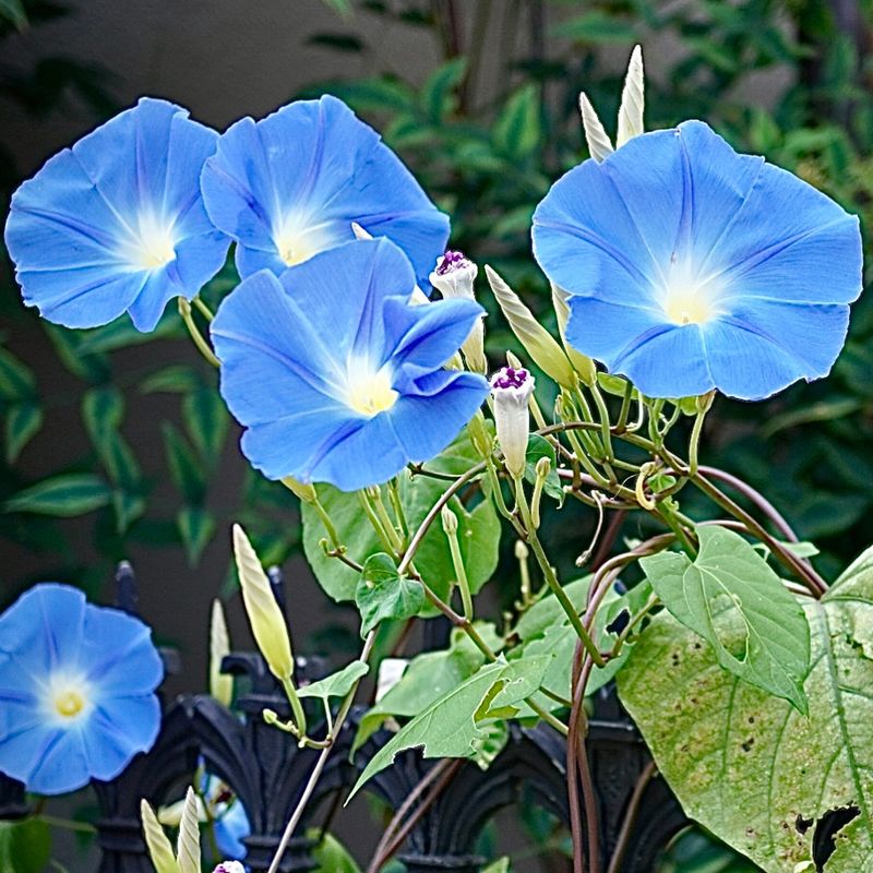Morning Glory