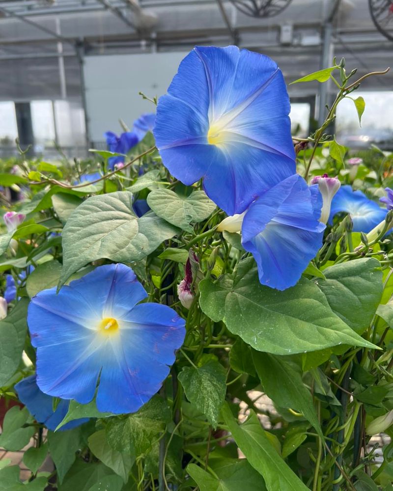 Morning Glory