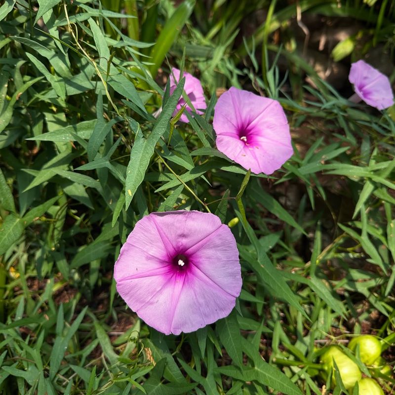 Morning Glory
