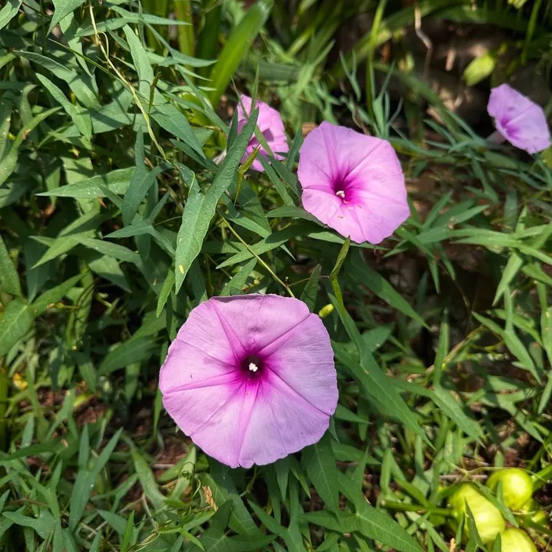 Morning Glory