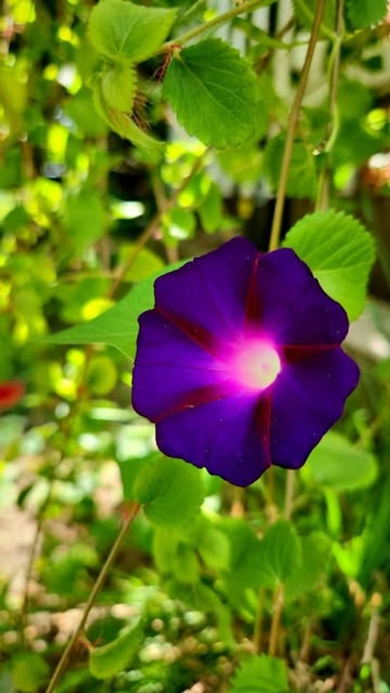 Morning Glory