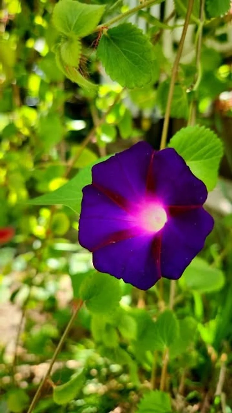 Morning Glory