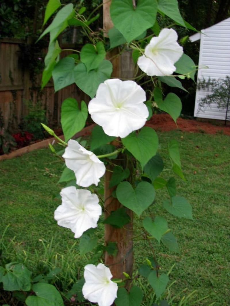 Morning Glory