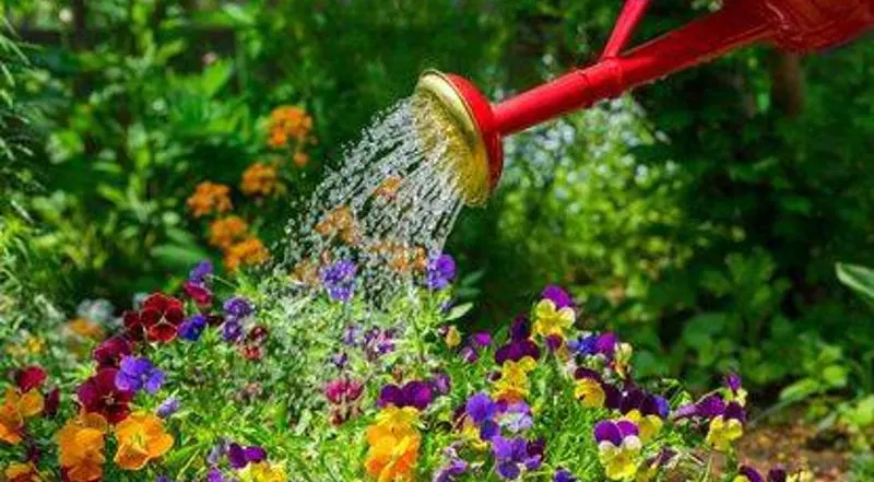 Morning vs. Evening Watering