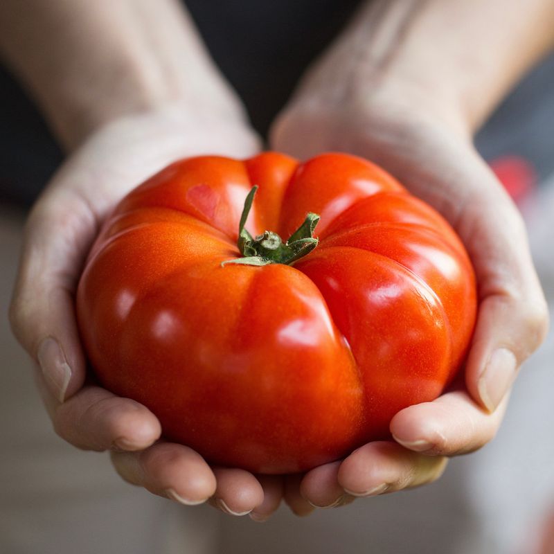 Mortgage Lifter Tomato