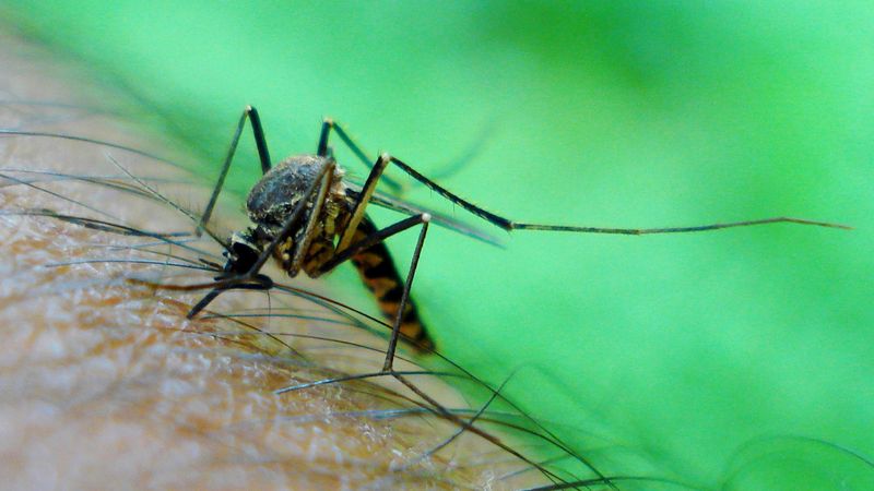 Mosquitoes