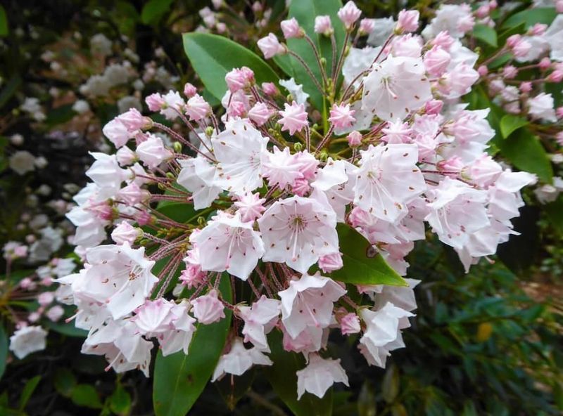 Mountain Laurel (Kalmia latifolia)