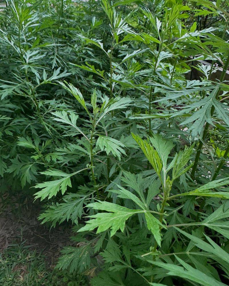 Mugwort
