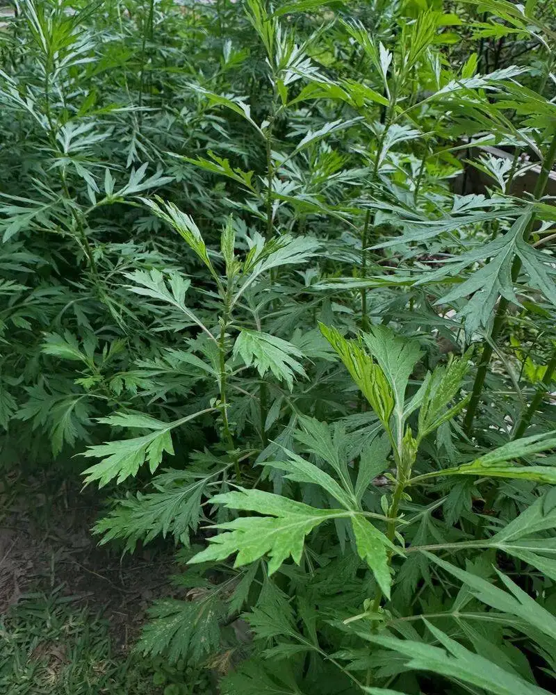 Mugwort