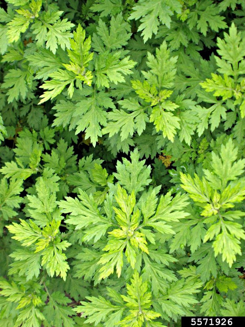 Mugwort