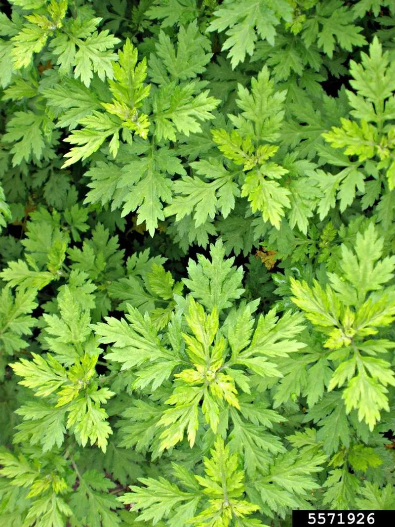 Mugwort