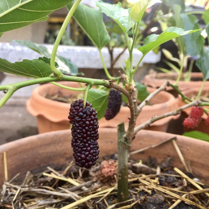 Mulberries