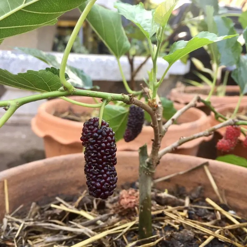 Mulberries