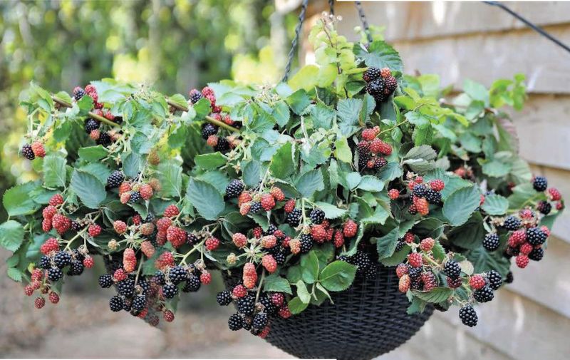 Mulberries
