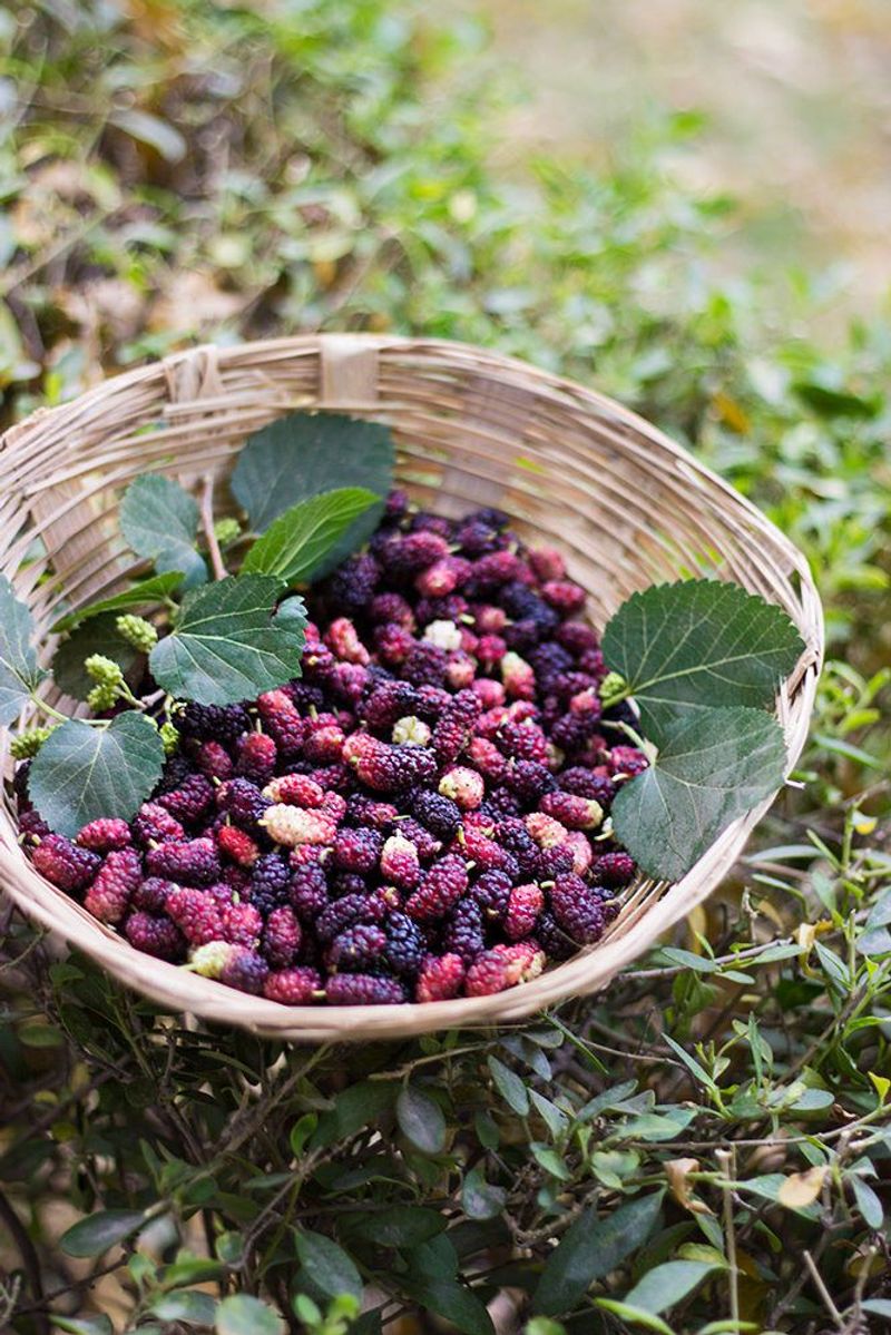 Mulberry