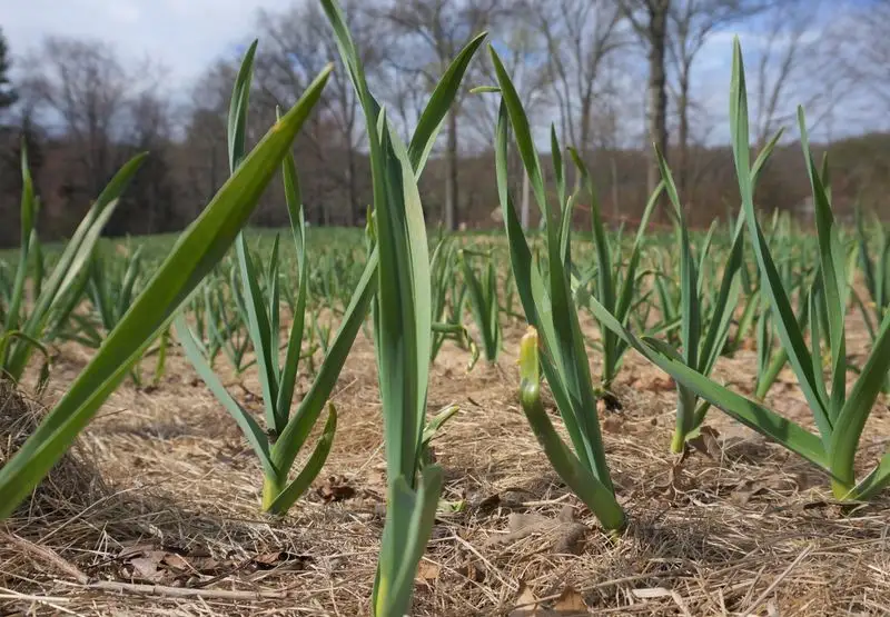 Keep Weeds at Bay