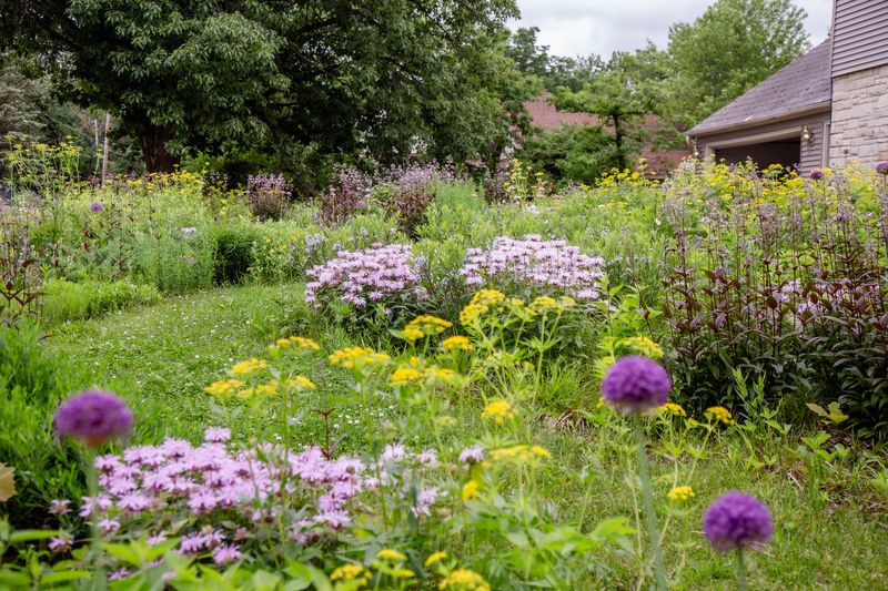 Native Plant Meadows