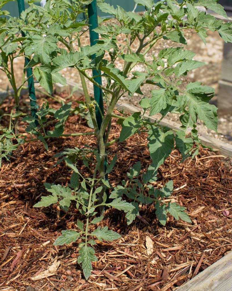 Mulching